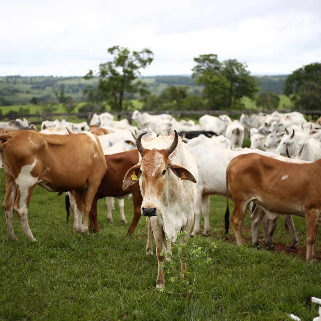 Livestock Insurance